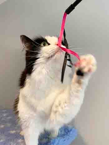 Luna caught the pink ribbon and sniffing it gently