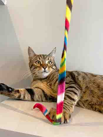 Pablo holding down the rainbow ribbon with one paw