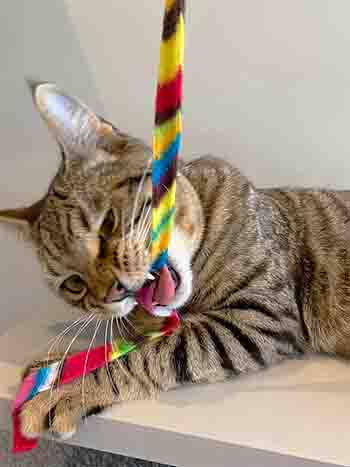 Pablo biting the rainbow ribbon