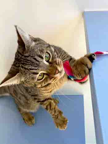 Pablo catching the end of the rainbow ribbon on the shelf above him