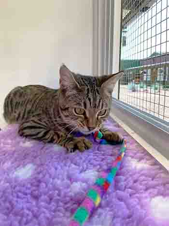 Pablo caught the rainbow ribbon with one paw