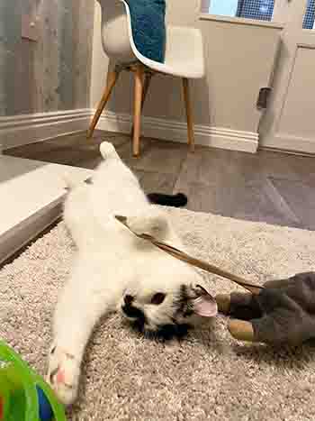 Smopples caught the end of the tail of the giant mouse toy