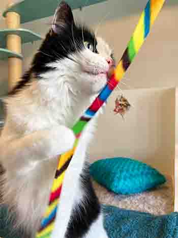 Luna caught the rainbow ribbon with one paw and sniffing it