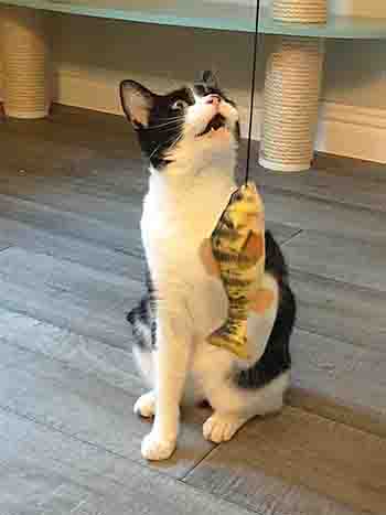 Tinker caught the fish toy on the end of the wand