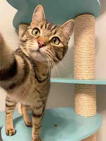 Handsome Kouba grabbing the damera from his cat stand