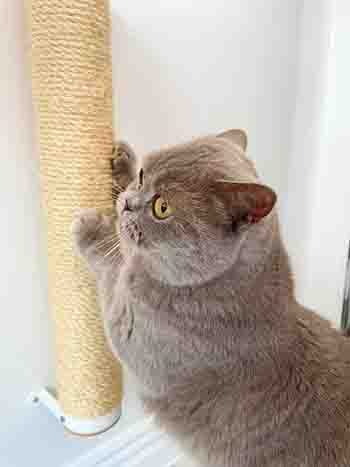 BalooClaude