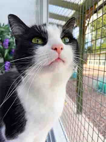 Sigourney Weaver the cat